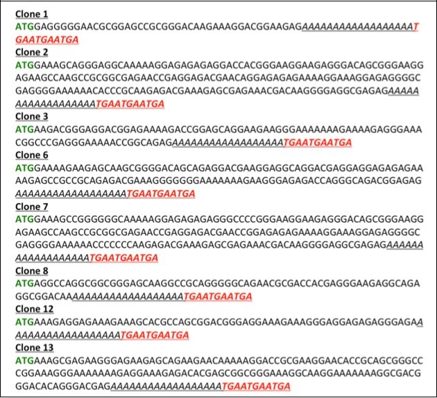 Coding sequences generated through Template Independent Synthesis of Nucleic Acids (TISNA). The sequence of the reverse primer is underlined while the stop codons in three frames are highlighted in red.