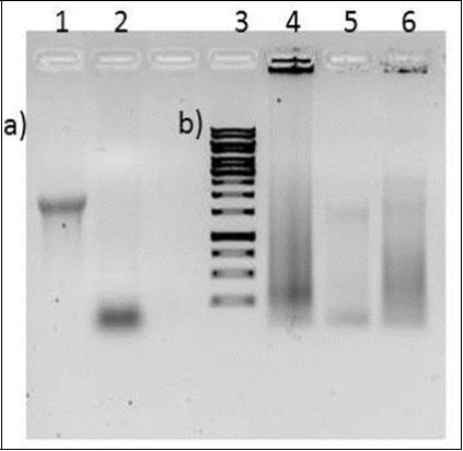 Generation of random dsDNA library with various combinations of nucleotides. a) Lane 1 ssDNA template used in the reaction, Lane 2 F1 initiating oligo, b) Lane 3 1kbp ladder, Lane 4-6 ds DNA library made using TGC, A25T25G100C100, ATGC combination respectively