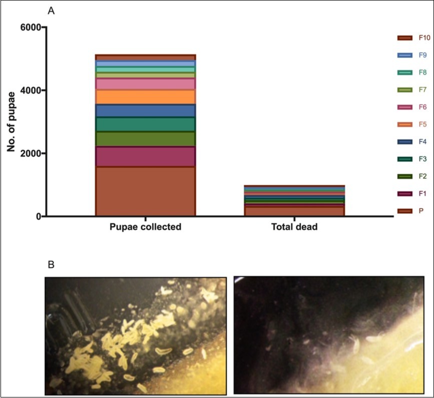 Effect of heat-shock on fly viability. (A) graph showing the drastic decline in the number of pupae collected over ten generations. (B) images showing overall drop in the number of eggs laid and hatched from generation F1 (left) to F2 (right), even after 5 days of incubation. Observations were made from fly-bottles with equal number of flies (100 each).