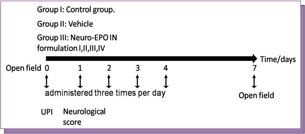 Diagram of animal study plans and time points.