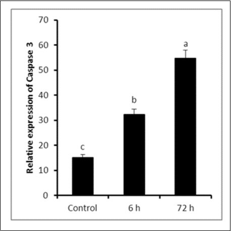 Relative expression of caspase-3 in testicular tissues of either control or LPS-treated rats (4 mg/kg BW ip). Results are expressed as mean ± SEM. The different letters are statistically significant (P ≤ 0.05).