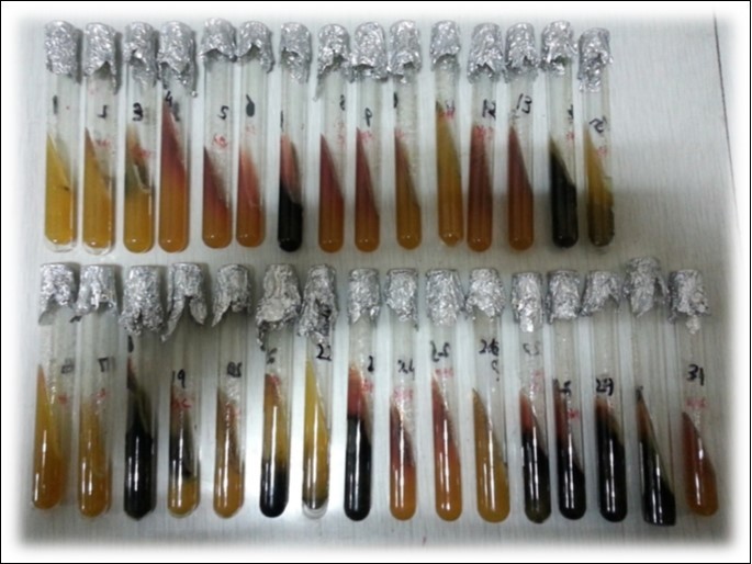 TSI Slants showing different butt and slant color patterns. Glucose, sucrose and lactose fermentation ability of different bacteria help to identify their genera on the basis of patterns of colour changes in butt and slant. This test also help to identify gas producers and H2S producing bacteria as well.
