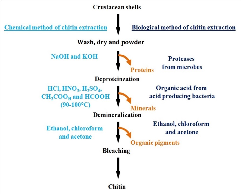 A schematic representation of the chemical and biological (enzymatic) methods for chitin extraction