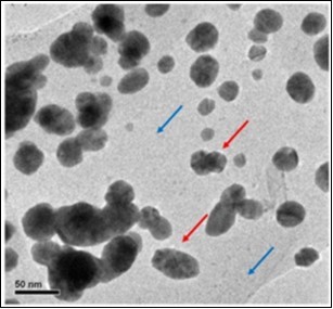 TEM micrograph of CNP/AgNP; Blue arrow indicates the surface of CNP; Red arrow indicates AgNP (spherical shaped spots) embedded in the surface of CNP (Reprinted from 73).