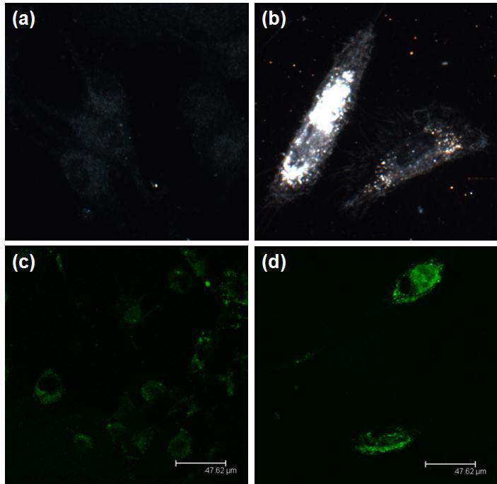 Dark-field image of (a) DAN cells alone and (b) GNR-PEG. The bright spots are associated with the scattering of GNR. Confocal image of (c) Lipo-siRNAFAM and (d) GNR-PEG-siRNAFAM. The green is pseudo-color representing the green fluorescence from FAM.