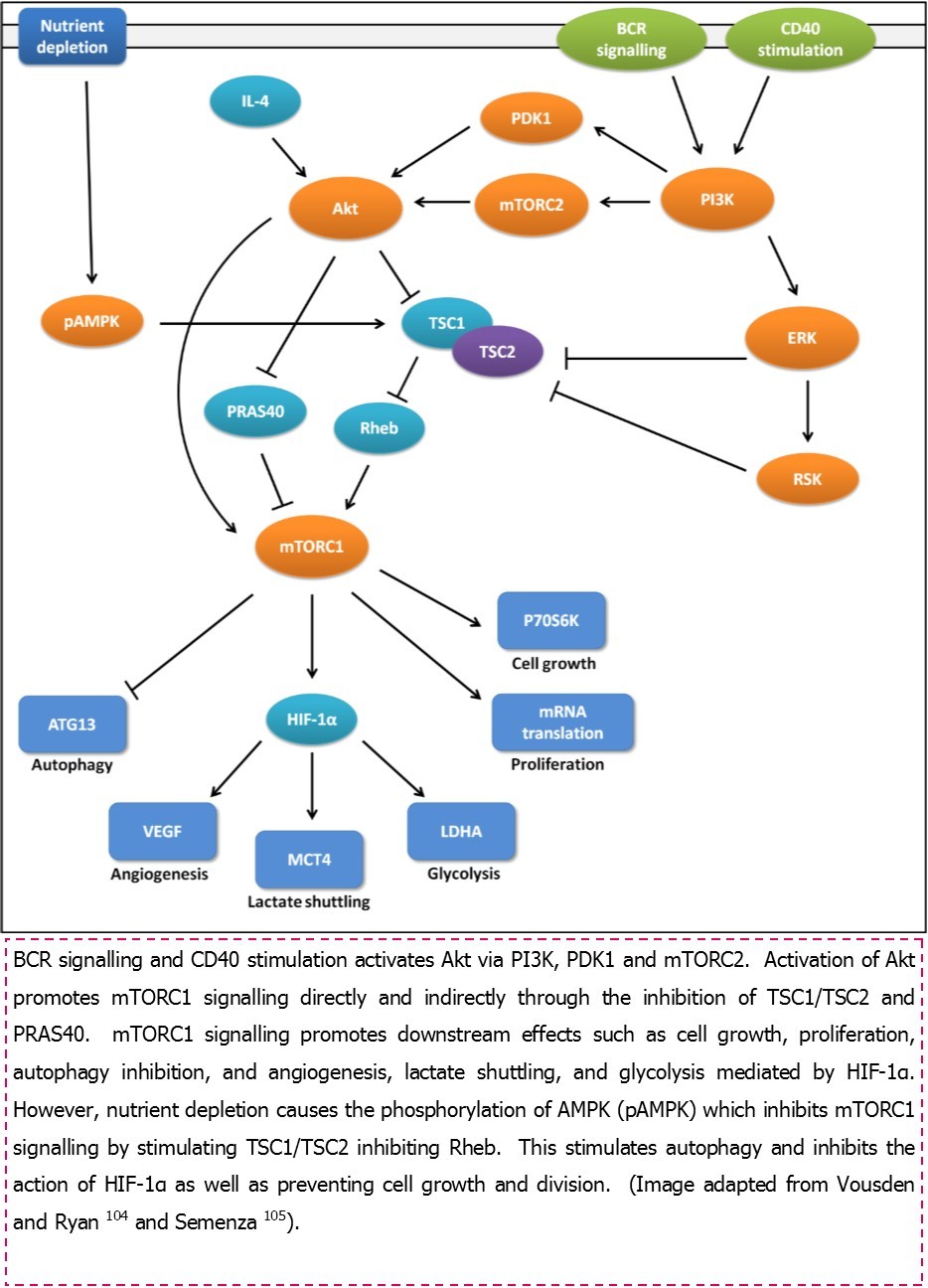 Regulation of cell metabolism via mTORC1 and mTORC2 following BCR and CD40 stimulation.