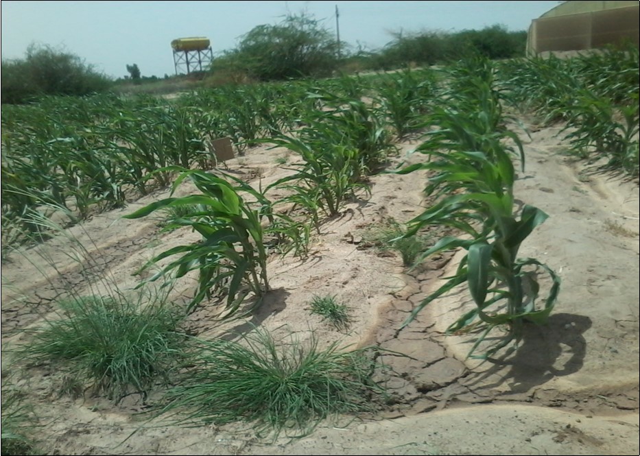 Sorghun (Wad Ahmed), 42 DAG- grown is saline soil at AlKadaro- Sudan (2014)