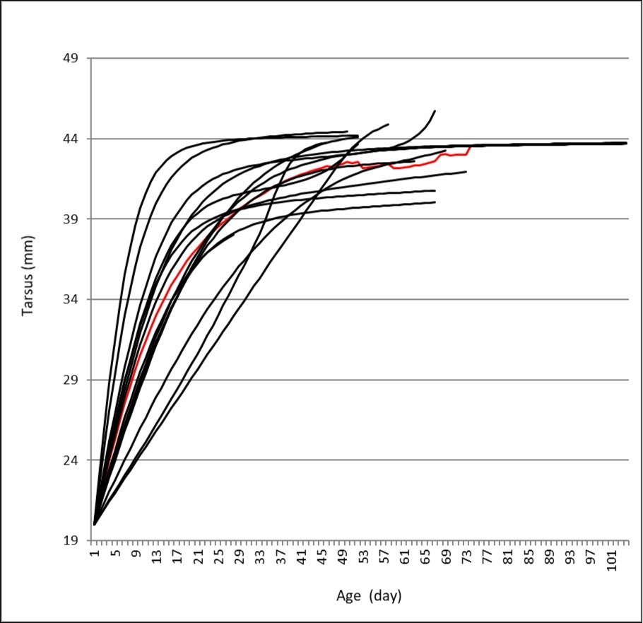 Growth curves and the mean curve (red) related to tarsus