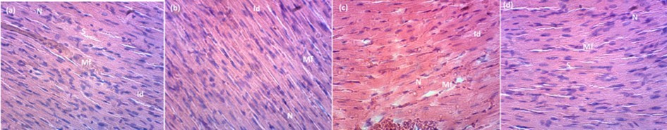 Histology study of heart of rats: (a) control group; (b) 200 mg/kg; (c) 400 mg/kg and (d) 600 of HM stem bark extract in a 28-days subacute toxicity. Muscular fibers (Mf), nucleus (N), intercalated discs (Id), space (S). H.E (X 400).