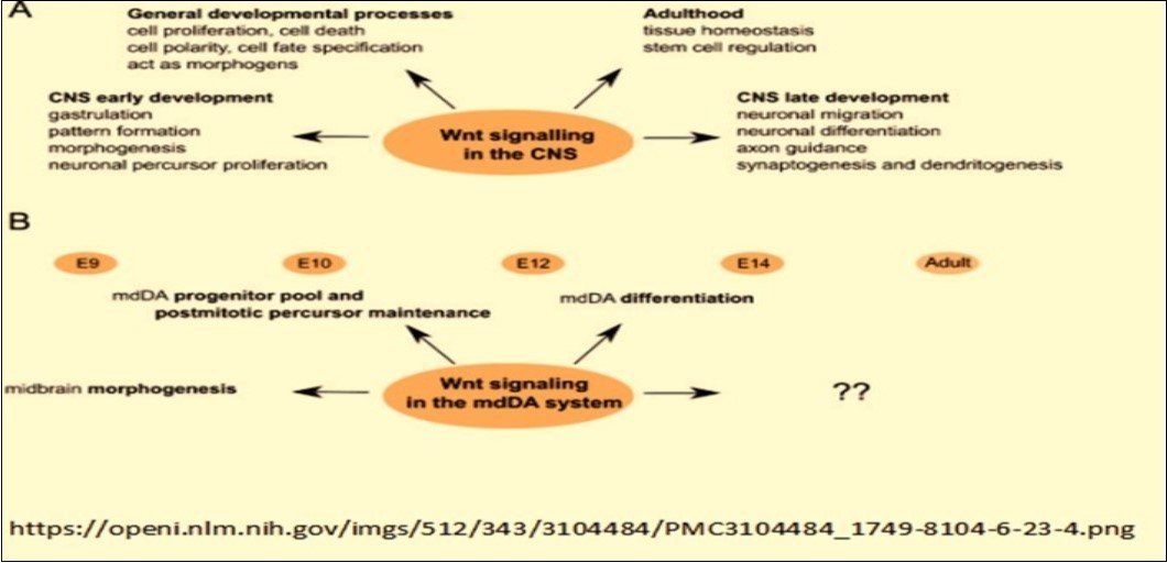 Wnt signaling pathways during neurological development