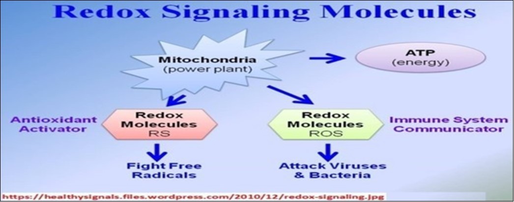 Redox signaling pathway