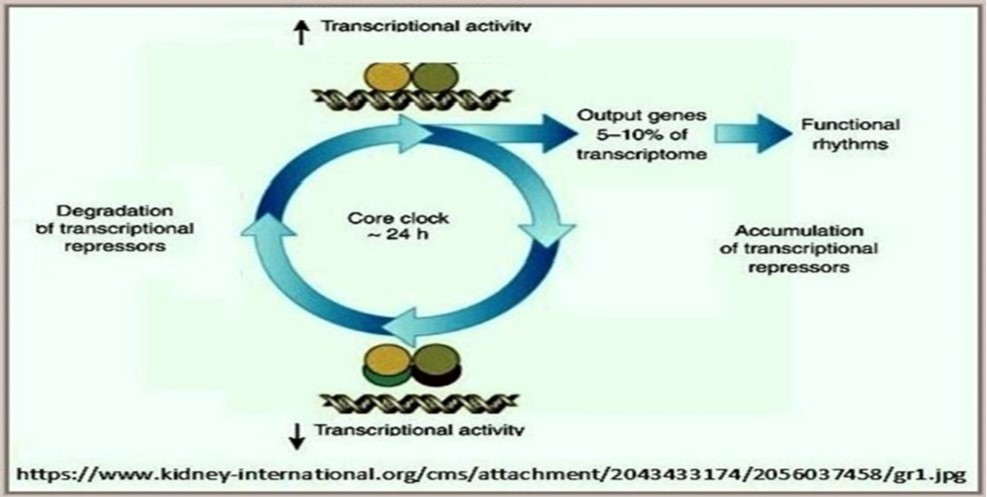 Genetic regulation of circadian rhythm networks