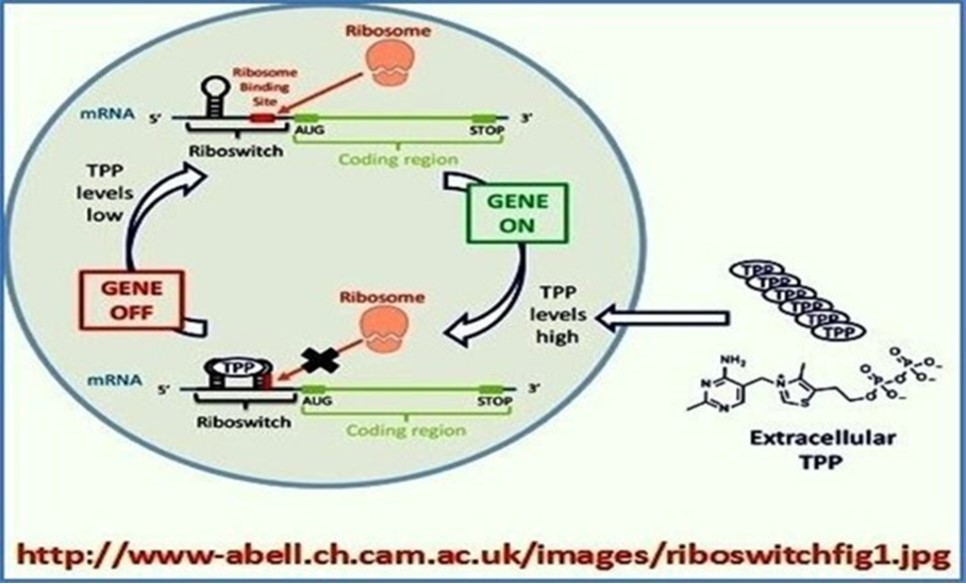 Regulatory networks of riboswitches