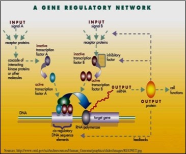 Regulatory networks involved in transcription