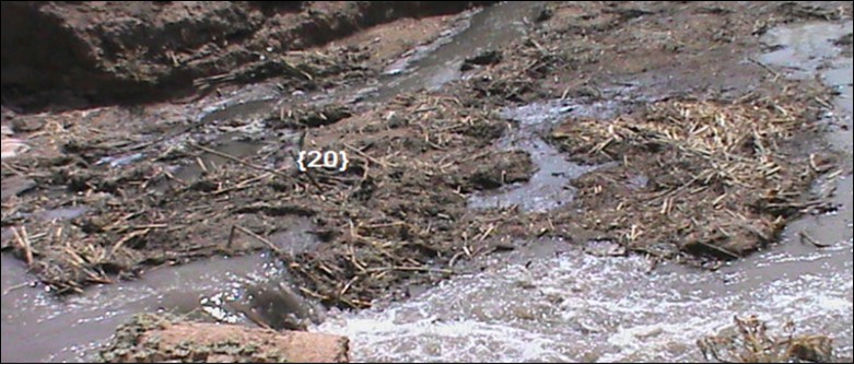 Carrying Sugar cane wastes to Blue Nile River