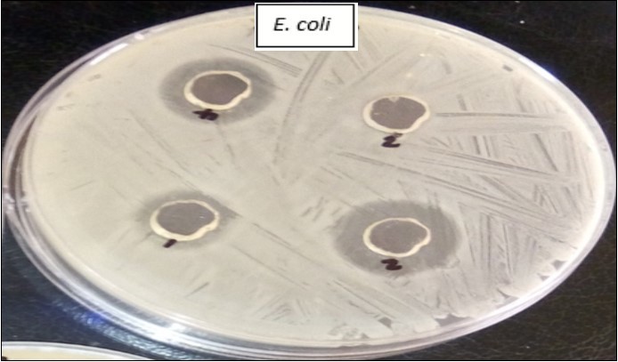Zones of inhibition of the extracts on Escherichia coli (hole 3 with distiled water as control shows no zone of inhibition)
