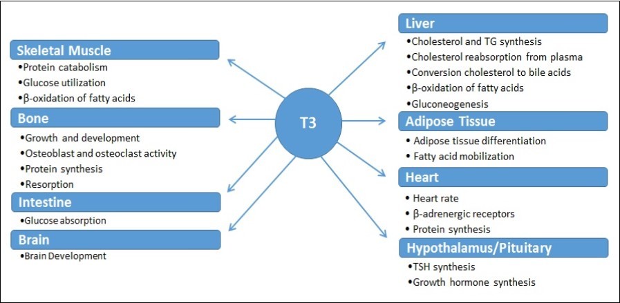 Specific functions of thyroid hormones on target organs.