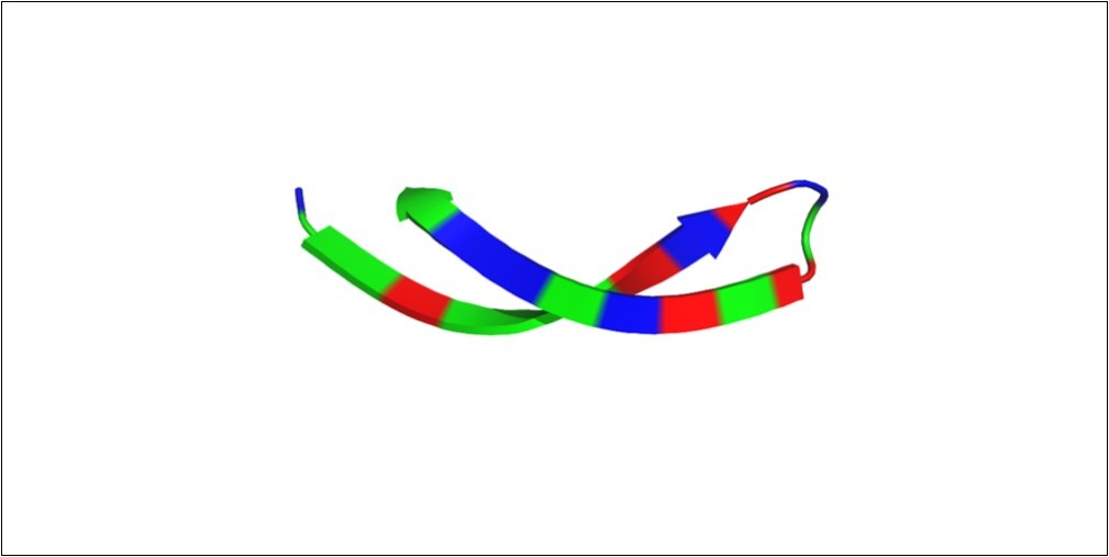 The arenicin arginine and valine residues. Arginine and valine amino acids correspond to 54% of residues in the arenicin structure. They contribute to the conformational state of the peptide, the overall charge and affinity for ligands. Red – arginine; blue – valine; green – other amino acid residues.