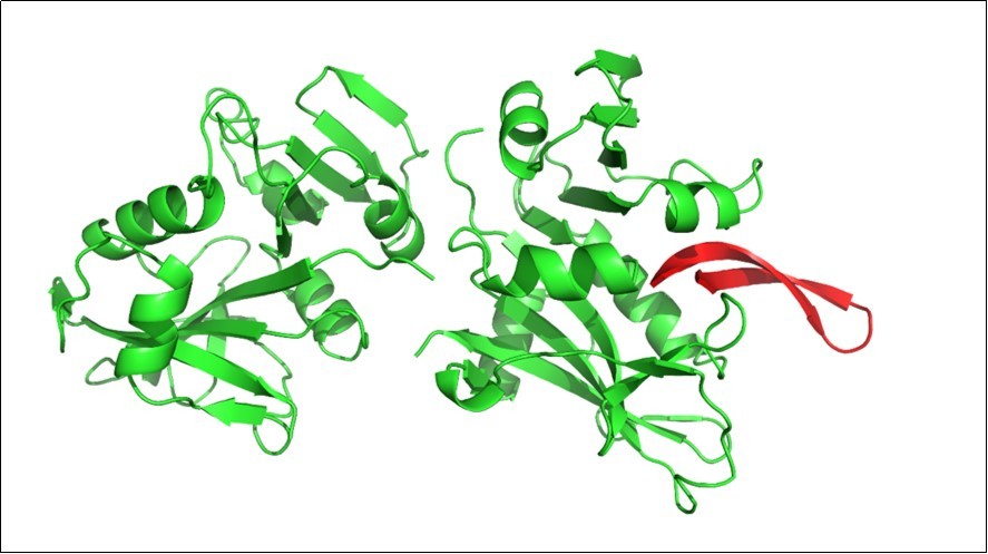 Dihydrofolate reductase (DHFR) interaction with arenicin. DHFR is a homodimeric protein and the inhibitor marine compound arenicin binds to a loop within the active site of the protein. Arenicin anchors inside the active site and alter slightly the conformational structure of DHFR. Green – DHFR; red – arenicin.