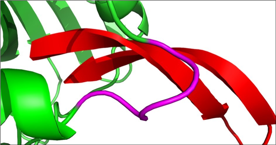 Arenicin anchors inside the active site of dihydrofolate reductase. The loop in the active site of DHFR (pink) contains the five amino acid residues Ile-Pro-Gln-Lys-Phe. The binding of the inhibitor compound arenicin within the active site of the enzyme might hinder the efficiency of interaction between DHFR and partner proteins and consequently reduces its activity