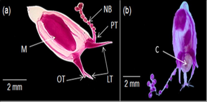 C. bigelowi in the Red Sea, Egypt; a) Adult medusa showing manubrium (M), principle long tentacle (PT), nematocyst bulbs (NB), lateral short tentacles (LT) and opposite short tentacle (OT), and b) Mature medusa eating copepod (C).