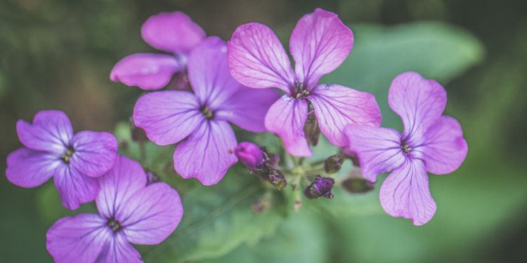 Article: Retracted Article