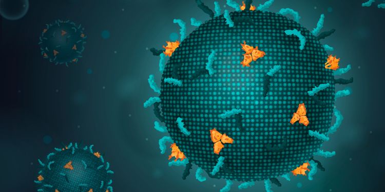 Article: COVID-19-Induced Changes in the Fibrin Network of Pulmonary and Renal Microthrombi